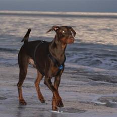 Dobermann Benji