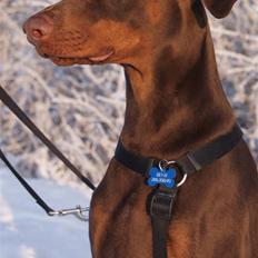 Dobermann Benji