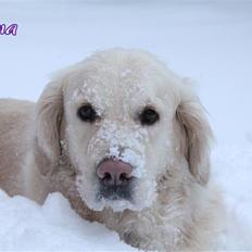 Golden retriever Fiona R.I.P ! :'(