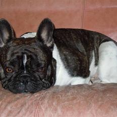 Fransk bulldog Bobo