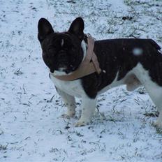 Fransk bulldog Bobo
