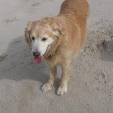 Golden retriever Oliver R.I.P