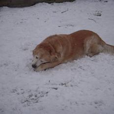 Golden retriever Oliver R.I.P