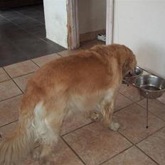 Golden retriever Oliver R.I.P