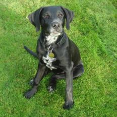 Blanding af racer Kingo