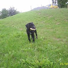 Blanding af racer Kingo