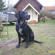 Blanding af racer Kingo