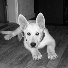 Hvid schæfer Aladin