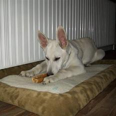 Hvid schæfer Aladin