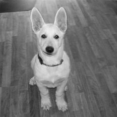 Hvid schæfer Aladin