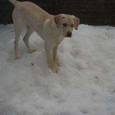 Labrador retriever Cato