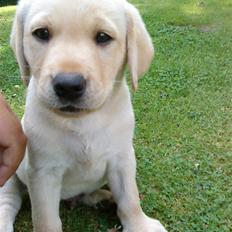 Labrador retriever Cato