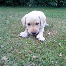 Labrador retriever Cato