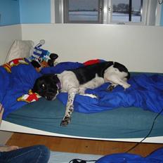 Engelsk springer spaniel rikke