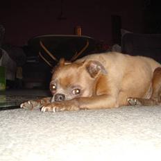 Griffon petit brabancon Gizmo