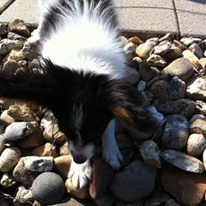 Papillon Springfield Cing Lobo