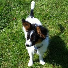 Papillon Springfield Cing Lobo
