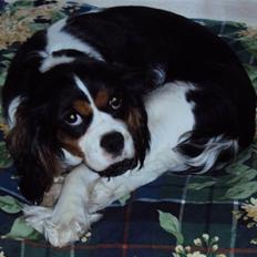Cavalier king charles spaniel Birkedals Magdale/Maggie