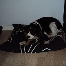 Cavalier king charles spaniel Birkedals Magdale/Maggie