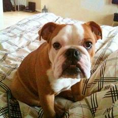 Engelsk bulldog R.I.P Emma