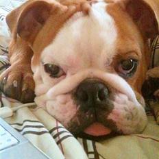 Engelsk bulldog R.I.P Emma