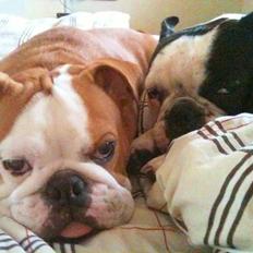 Engelsk bulldog R.I.P Emma