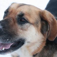 Blanding af racer <3Bamse hunden Odin <3 