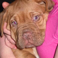 Dogue de bordeaux Oscar