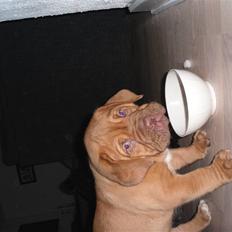 Dogue de bordeaux Oscar