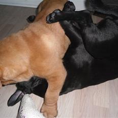 Dogue de bordeaux Oscar