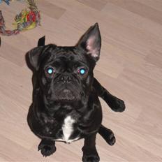 Blanding af racer Viggo