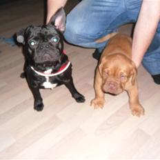 Blanding af racer Viggo