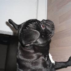 Blanding af racer Viggo