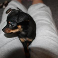 Blanding af racer Mini Me SOLGT