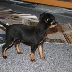 Blanding af racer Mini Me SOLGT