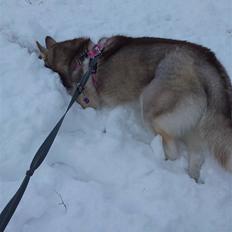 Siberian husky Micha