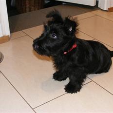 Skotsk terrier Minka *My Best Friend*
