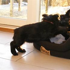 Skotsk terrier Minka *My Best Friend*