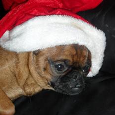 Griffon petit brabancon Bøf