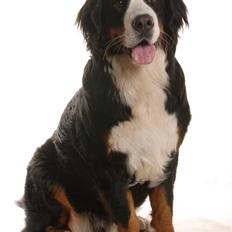 Berner sennenhund Luna