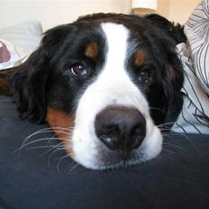 Berner sennenhund Luna