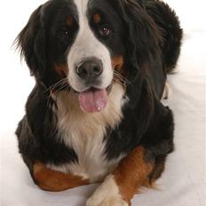 Berner sennenhund Luna