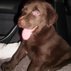 Labrador retriever Nellie<3.