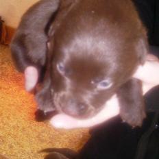 Labrador retriever Nellie<3.