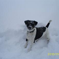 Dansk svensk gaardhund Balder