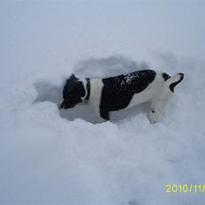 Dansk svensk gaardhund Balder