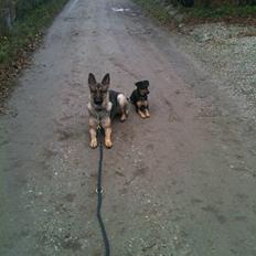 Schæferhund Von Der Lakimo´s Azzi