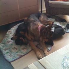 Schæferhund Von Der Lakimo´s Azzi