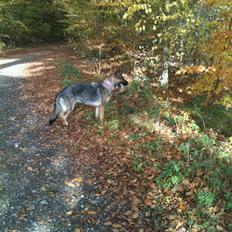 Schæferhund Von Der Lakimo´s Azzi