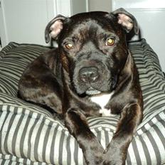 Staffordshire bull terrier malte